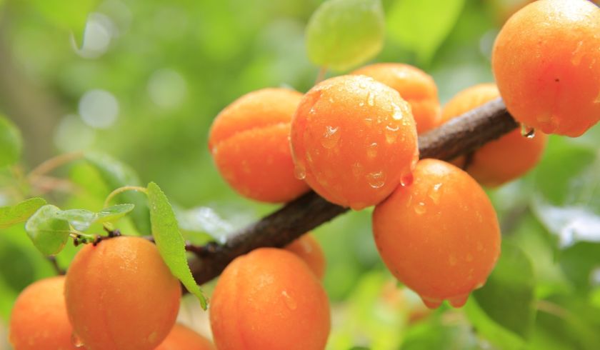 abricots sur arbre