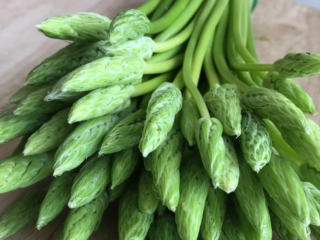 asperges des bois