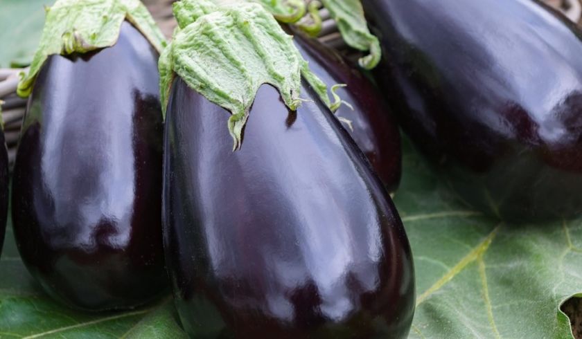 aubergine sur feuille