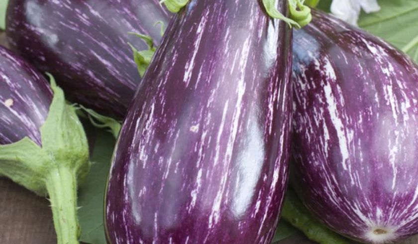 aubergine zébrée