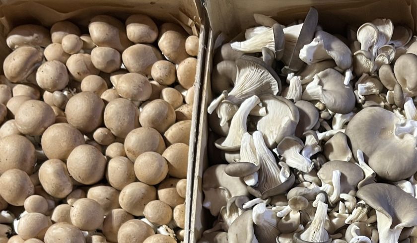 champignon bio
