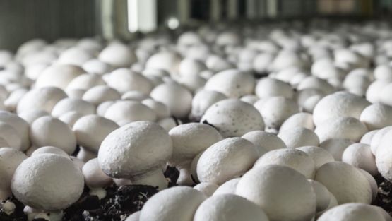 champignon paris blanc