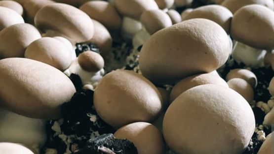 champignon paris brun