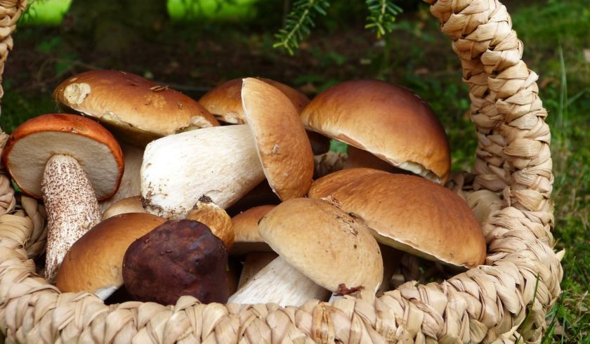 champignons cepes