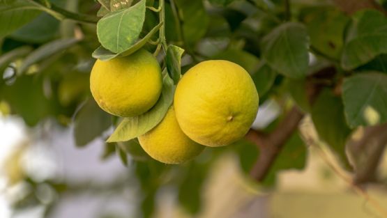 citron