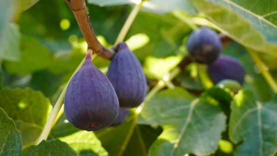 figues sur arbre
