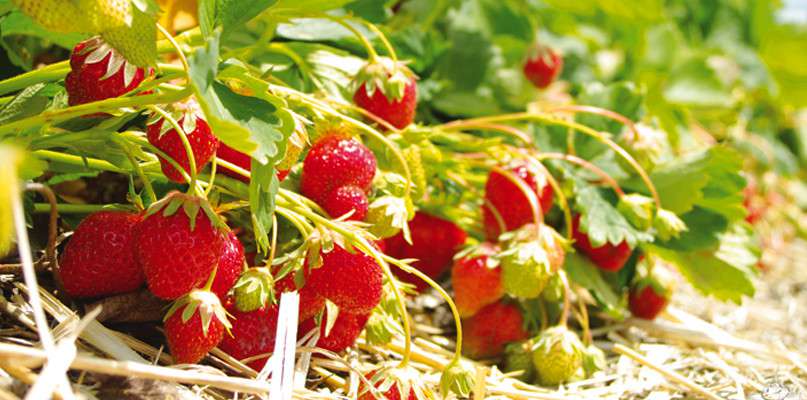 fraises paille