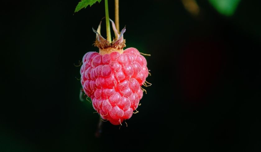 framboise fond noir