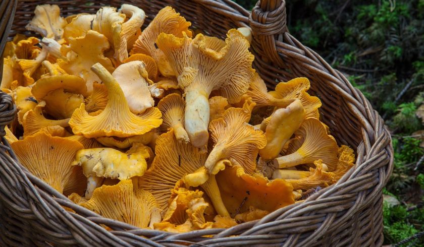girolles