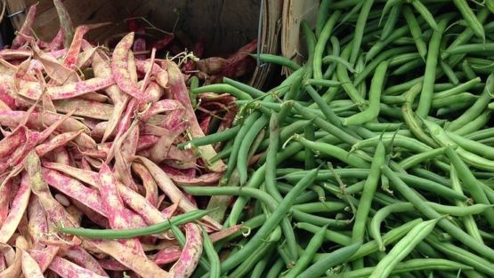 haricots coco et verts