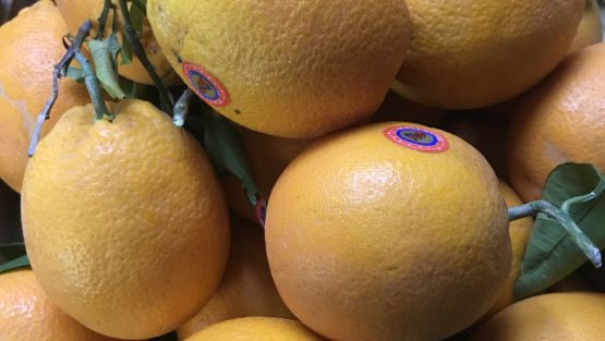 oranges sicile