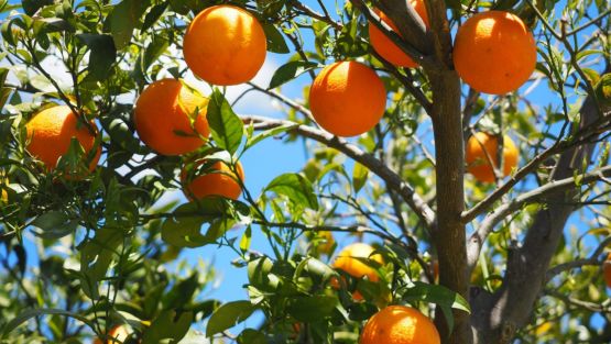 oranges sur arbre