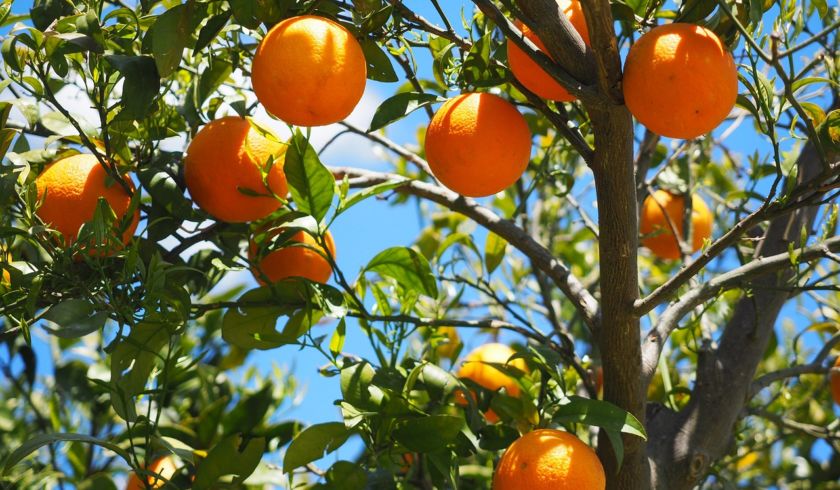 oranges sur arbre