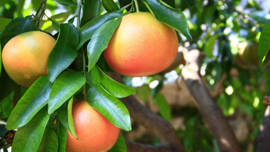 pamplemousse arbre
