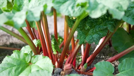 plant rhubarbe