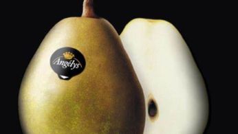 poire angelys fond noir