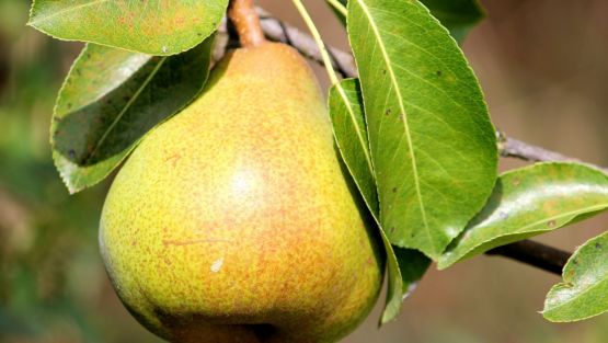 poire comice