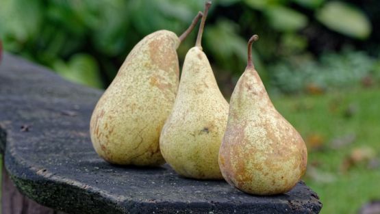 poire conference