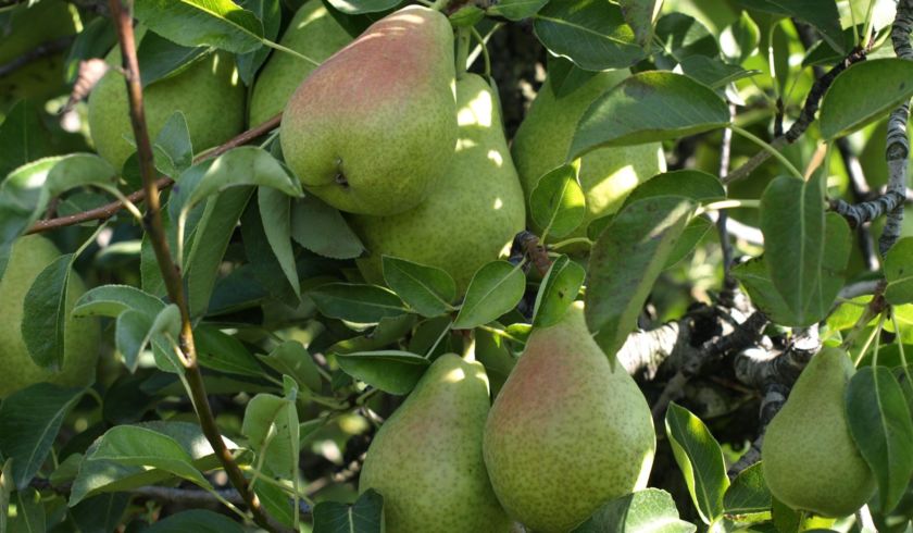 poire guyot sur arbre