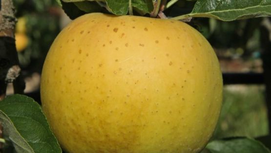 pomme chanteclerc