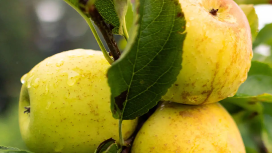 pomme golden sur arbre