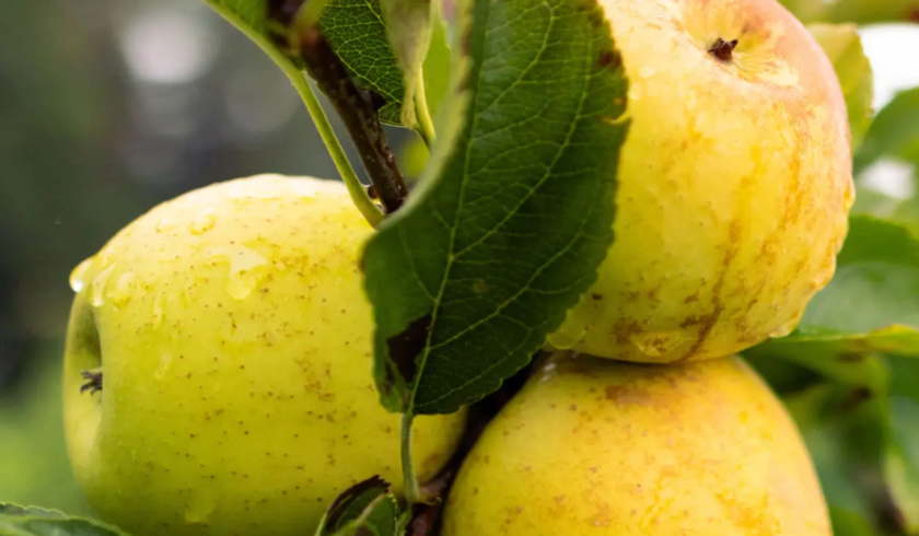 pomme golden sur arbre