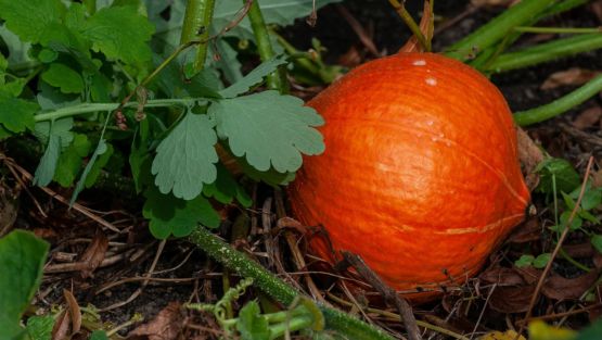 potimarron