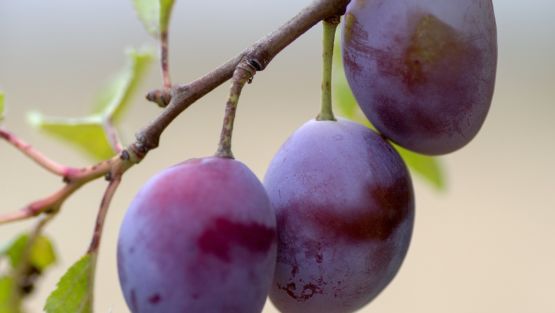 prune quetsches arbre