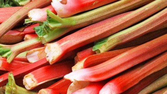 rhubarbe