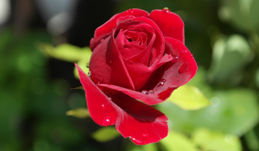 ritae rose 402671