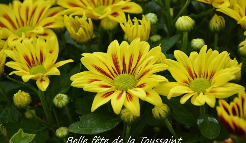 toussaint 2024
